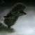 1172.gif